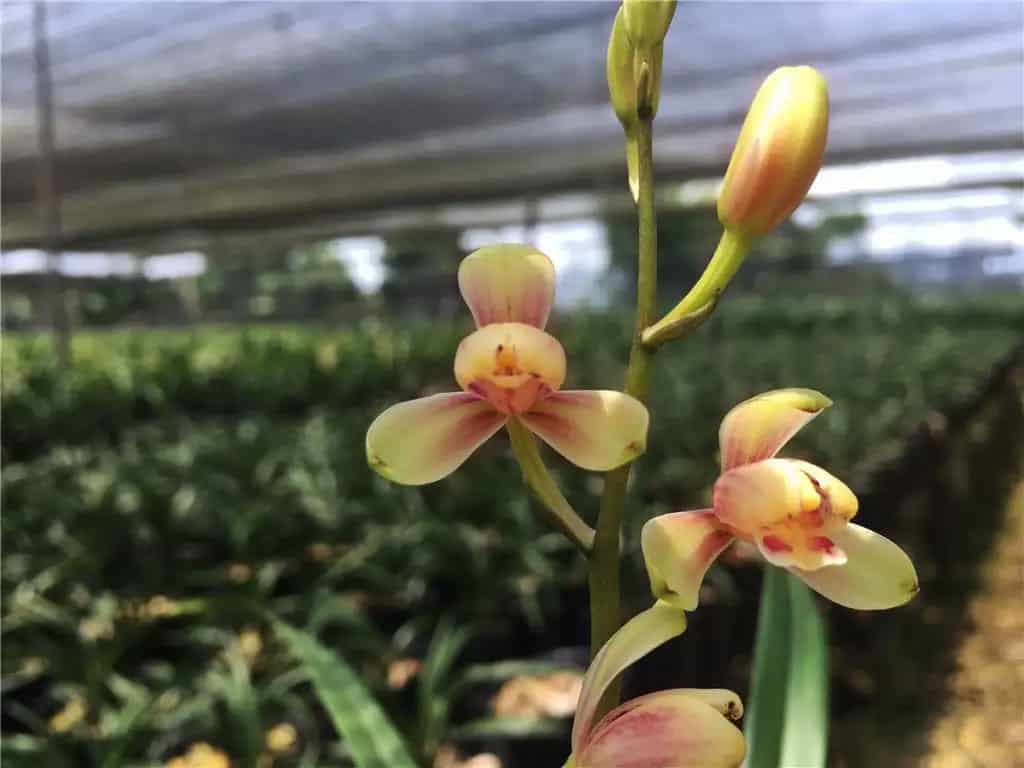 Orchid flowers in a greenhouse setting