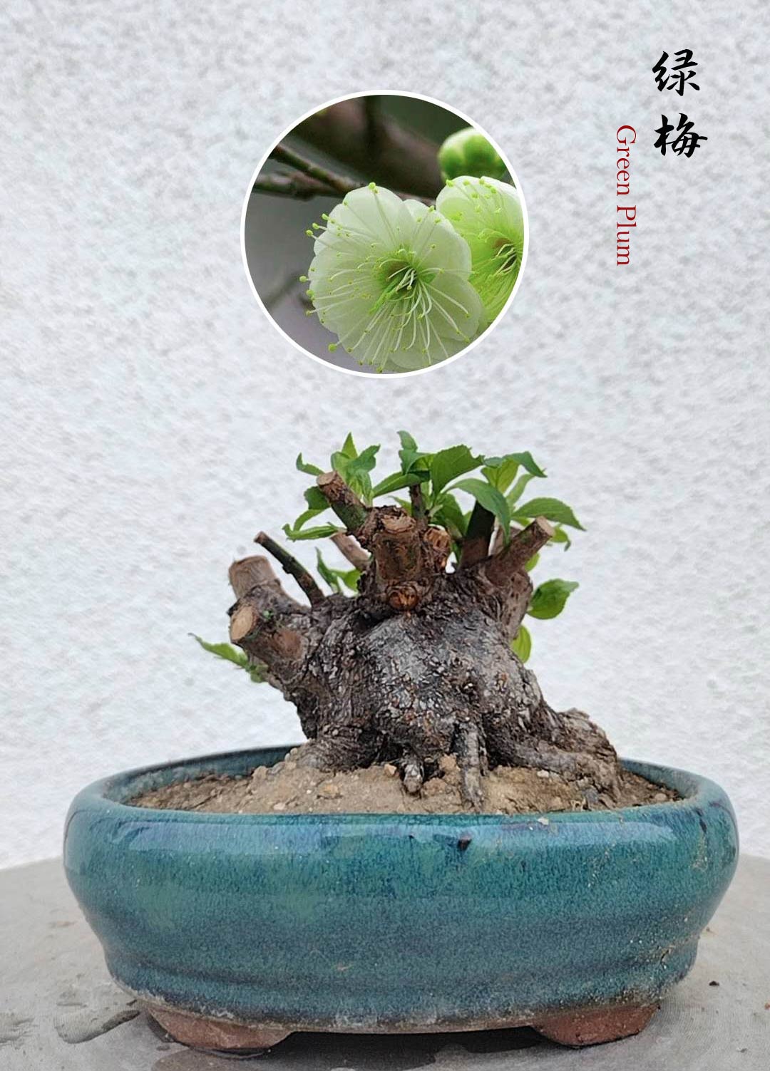 Rare Green Calyx Japanese Apricot Bonsai Bulldog (Prunus mume) – 5+ Year Old with pot