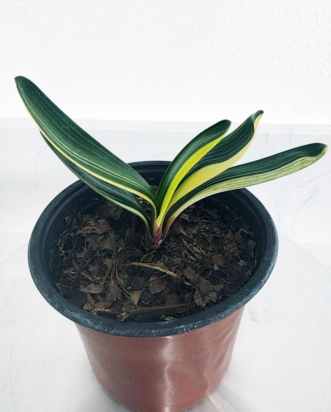 Variegated Clivia 鸳鸯 Mandarin Duck with pot M001