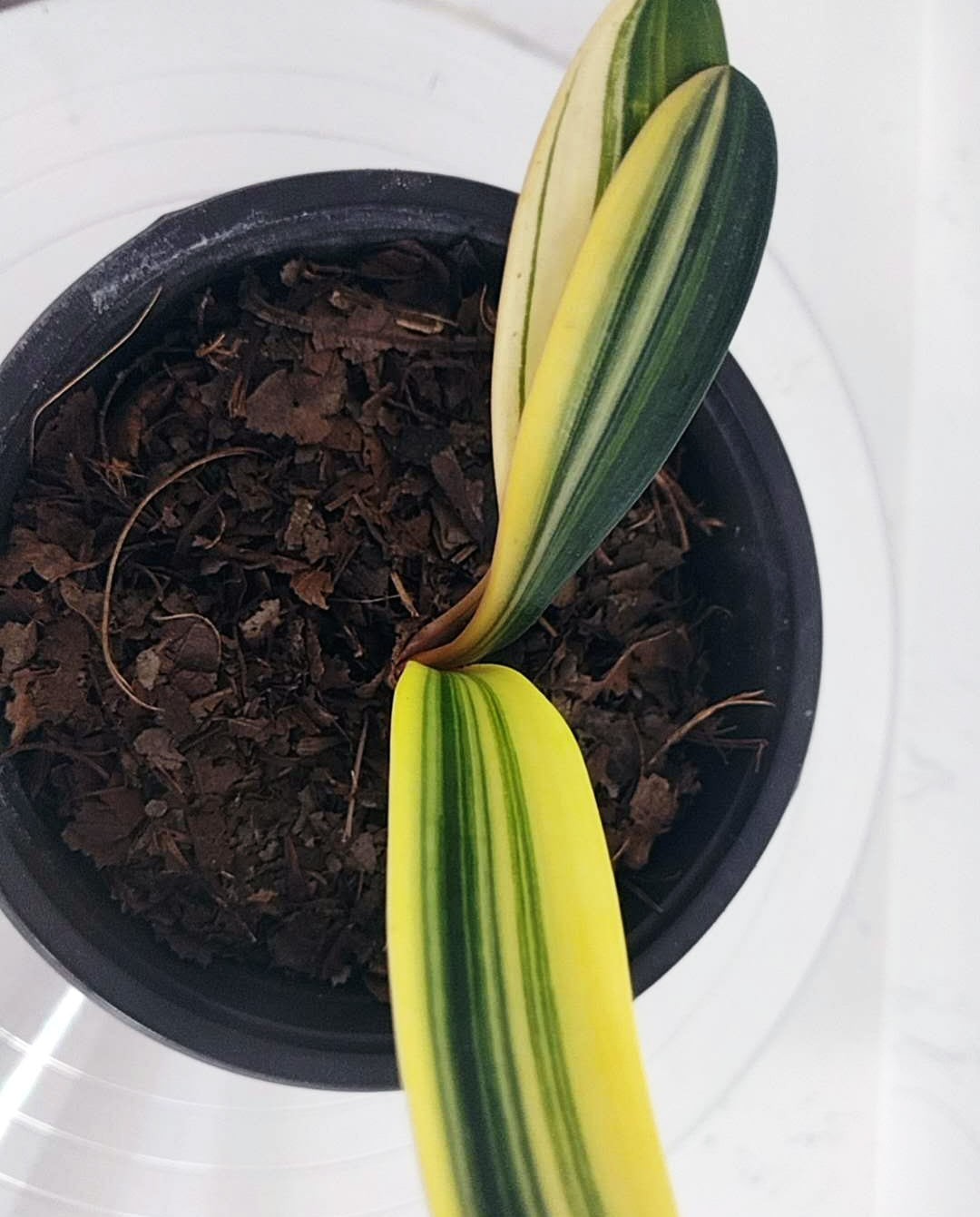 Potted plant with yellow and green leaves on a white background