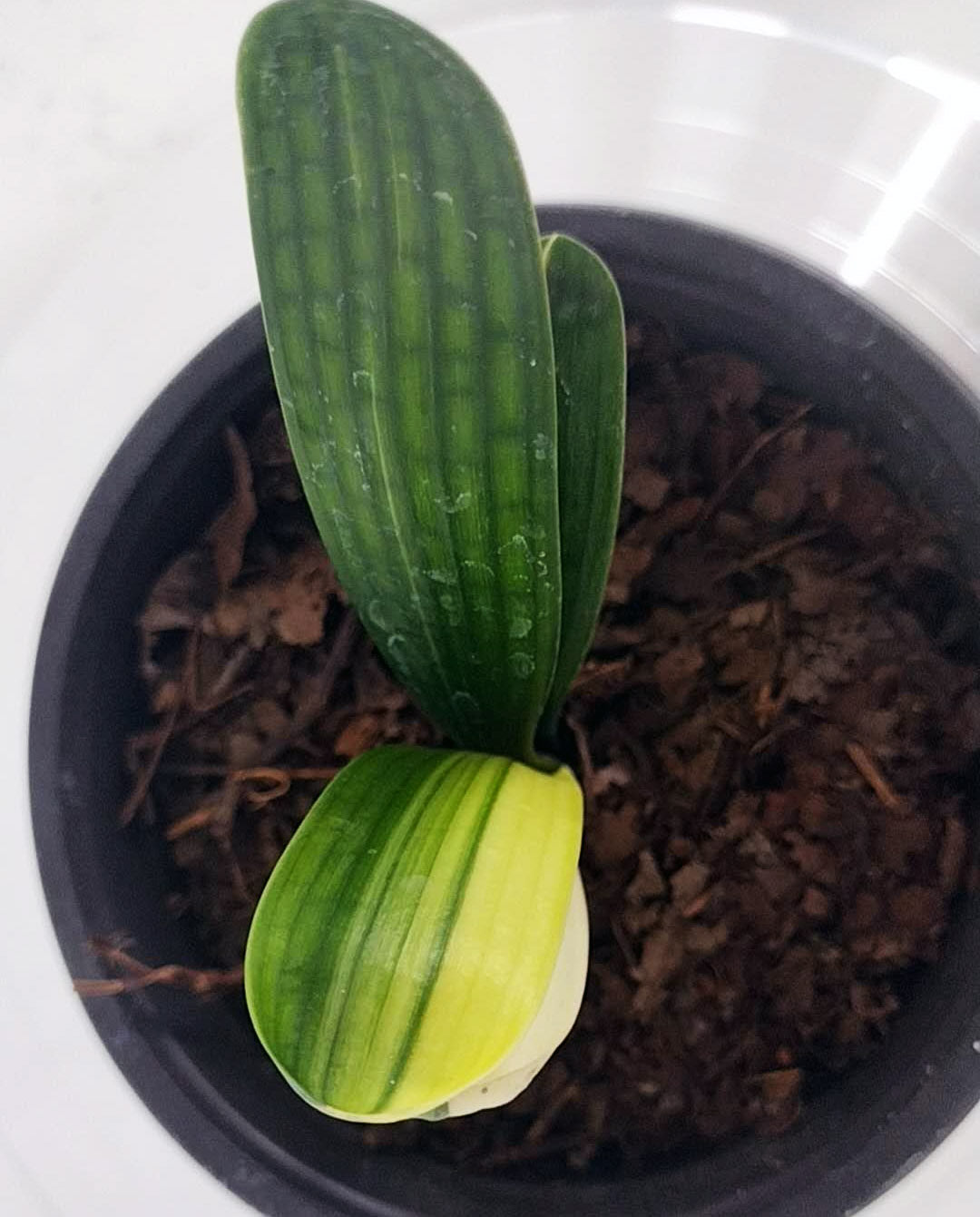 Young orchid plant with green leaves in a pot with brown substrate