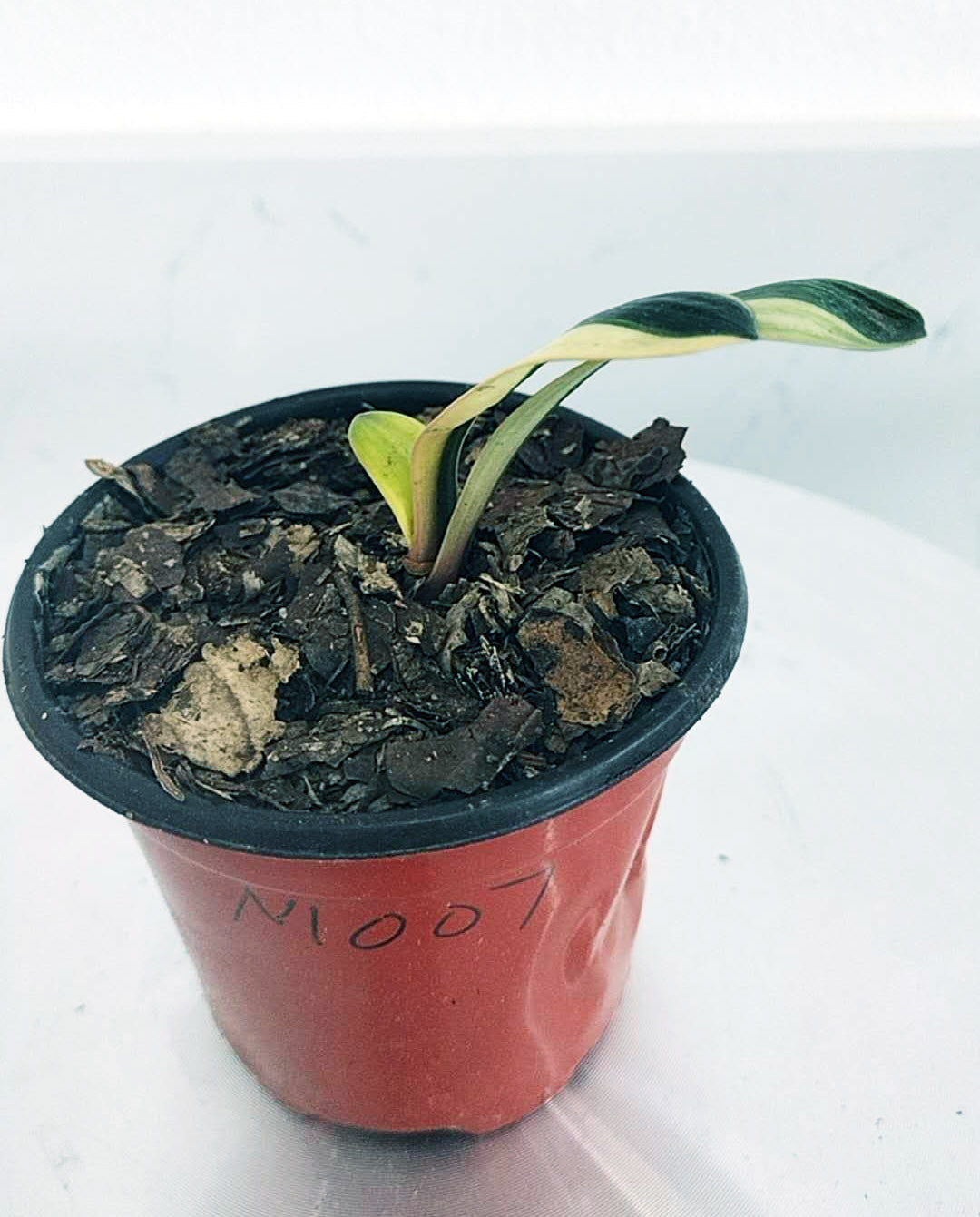 Small potted plant with a single leaf on a white background