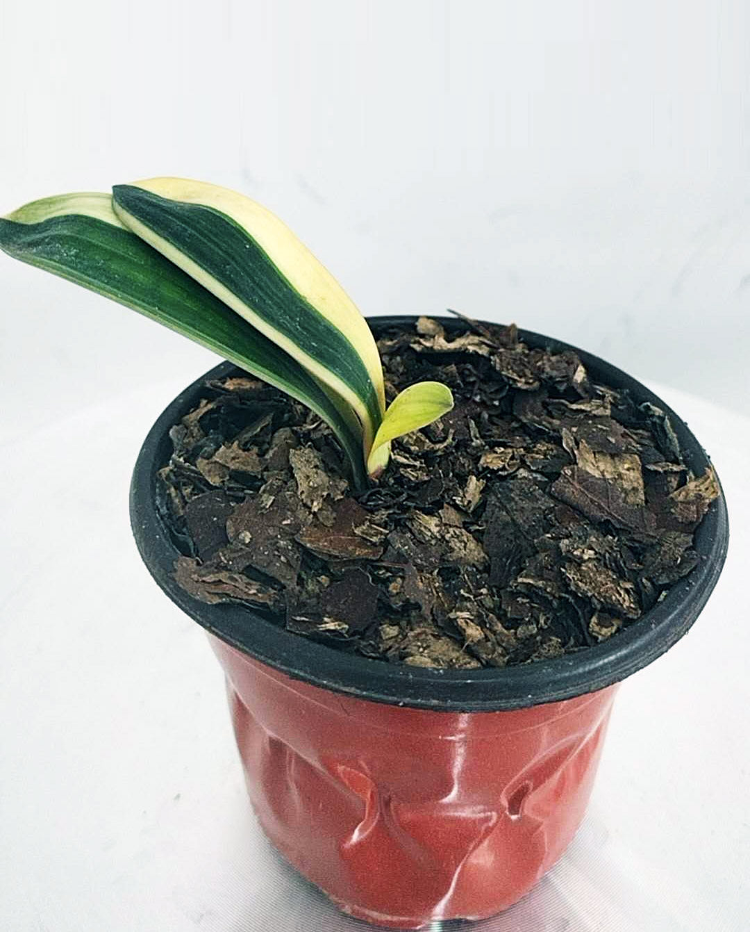 Small potted plant with green and yellow leaves on a white background