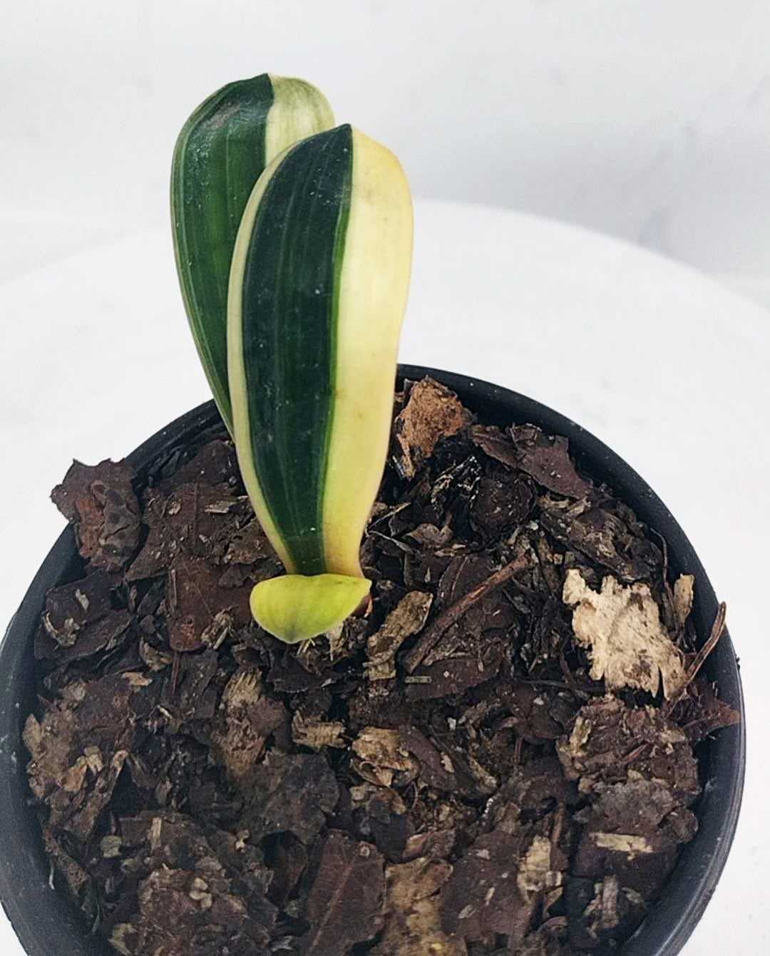 Small potted plant with green and yellow leaves on a white background