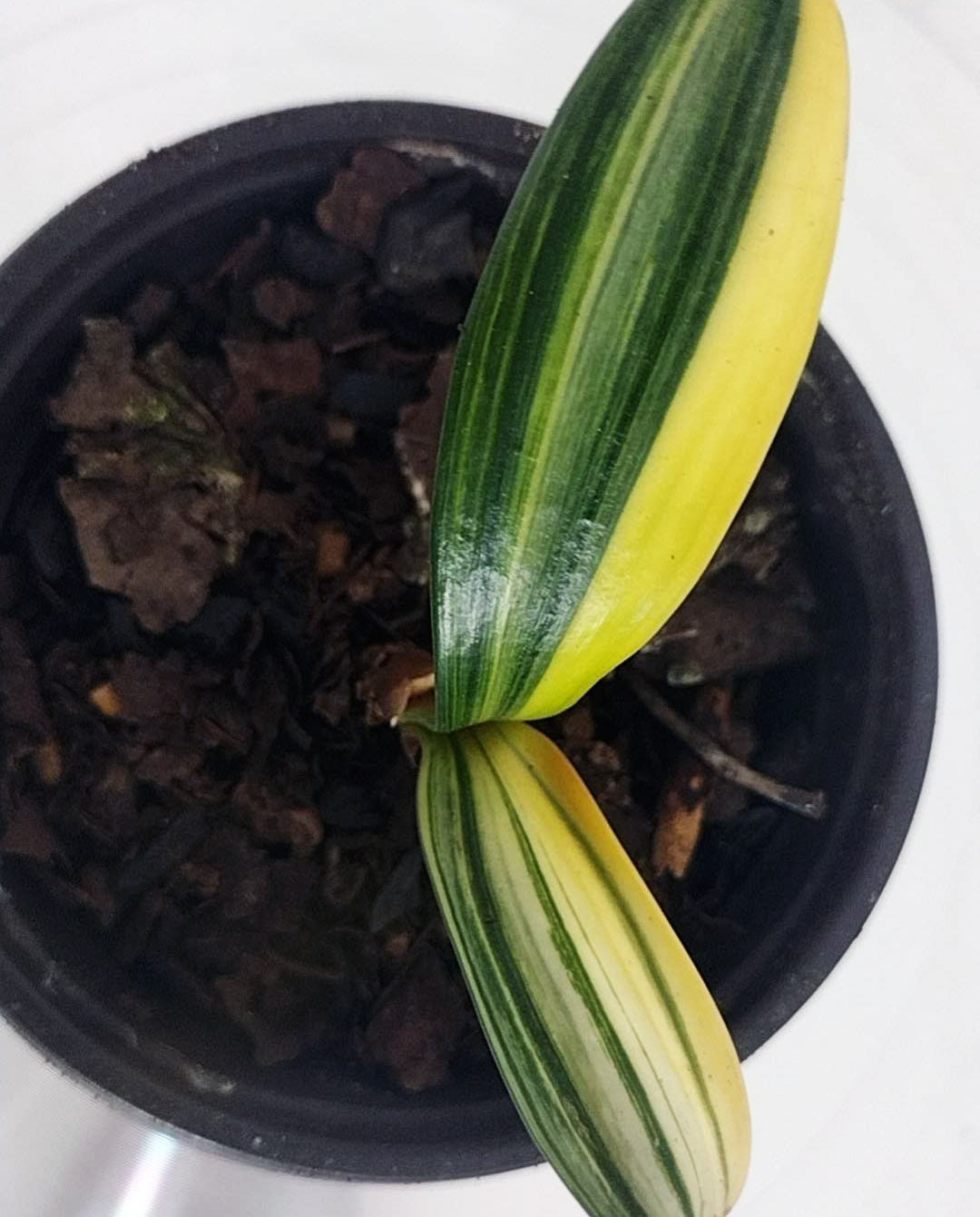 Potted plant with striped green and yellow leaves on a white background