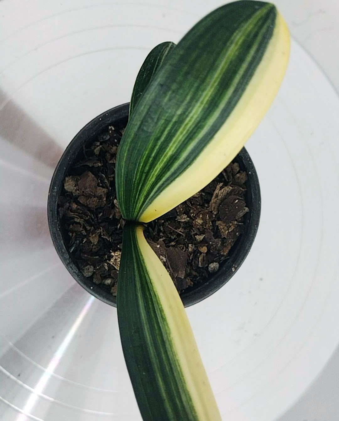 Potted plant with green and yellow striped leaves on a white background