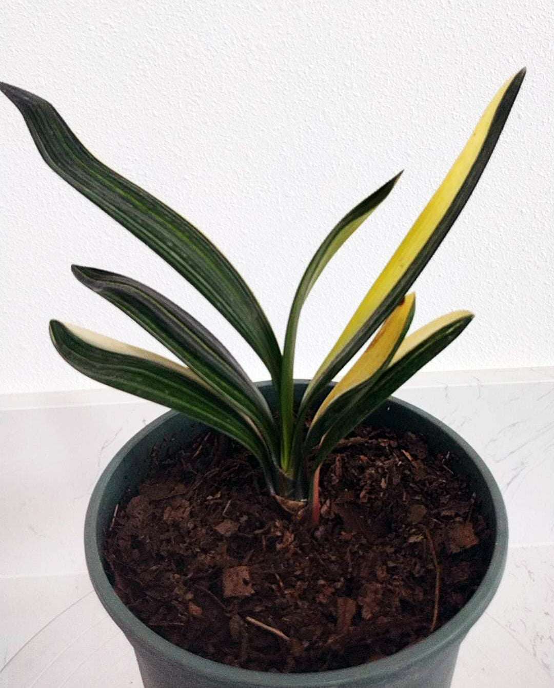 Potted plant with green and yellow leaves on a white background