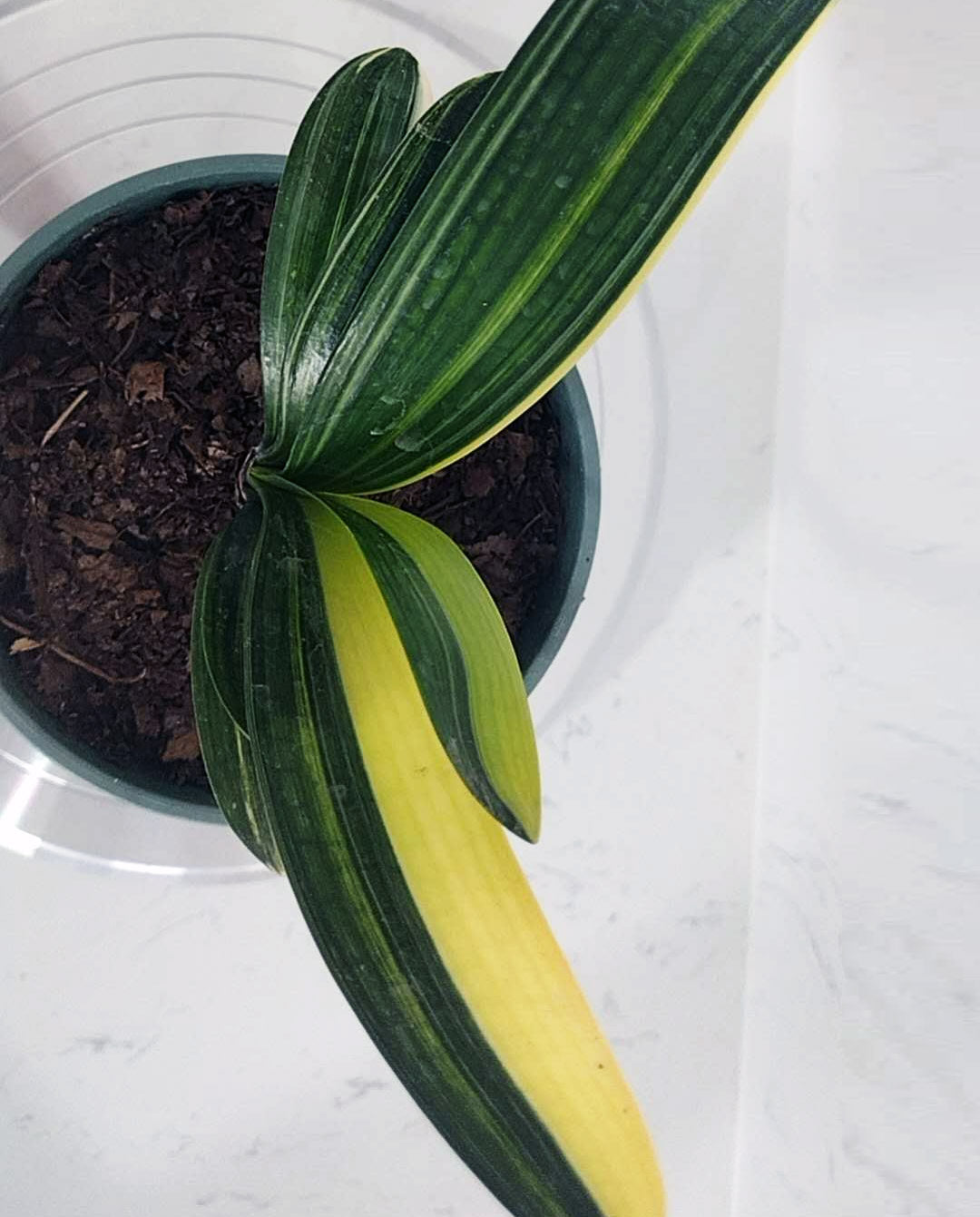 Potted plant with green and yellow striped leaves on a white background