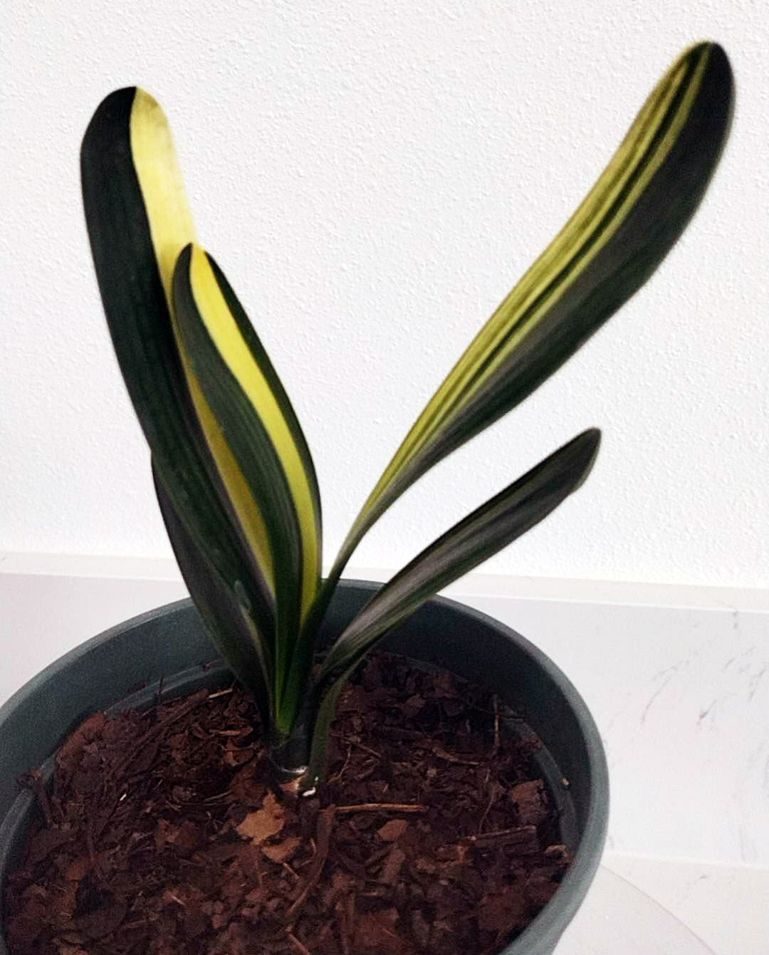 Variegated Clivia 鸳鸯 Mandarin Duck Clivia with pot M011