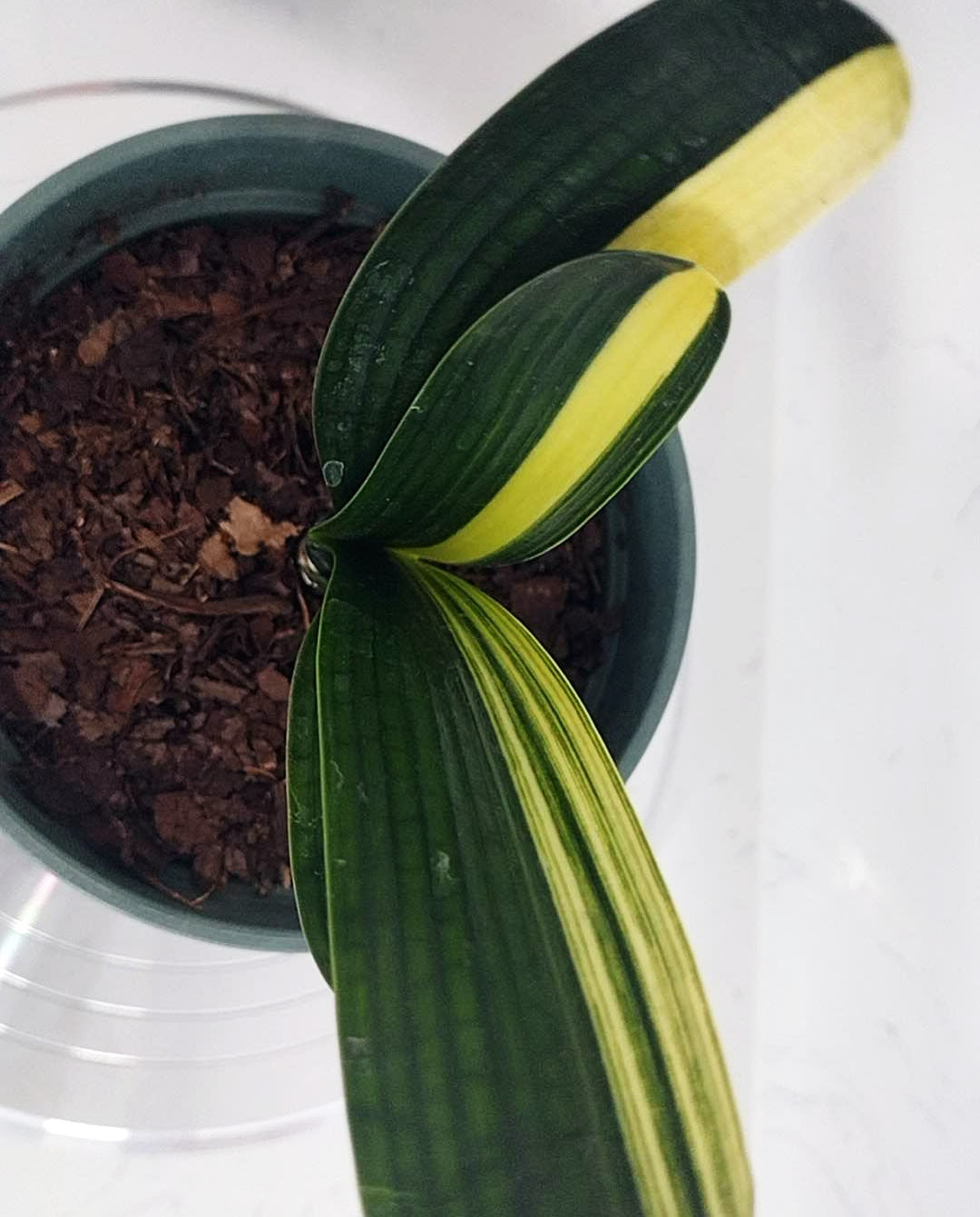 Variegated Clivia 鸳鸯 Mandarin Duck Clivia with pot M011