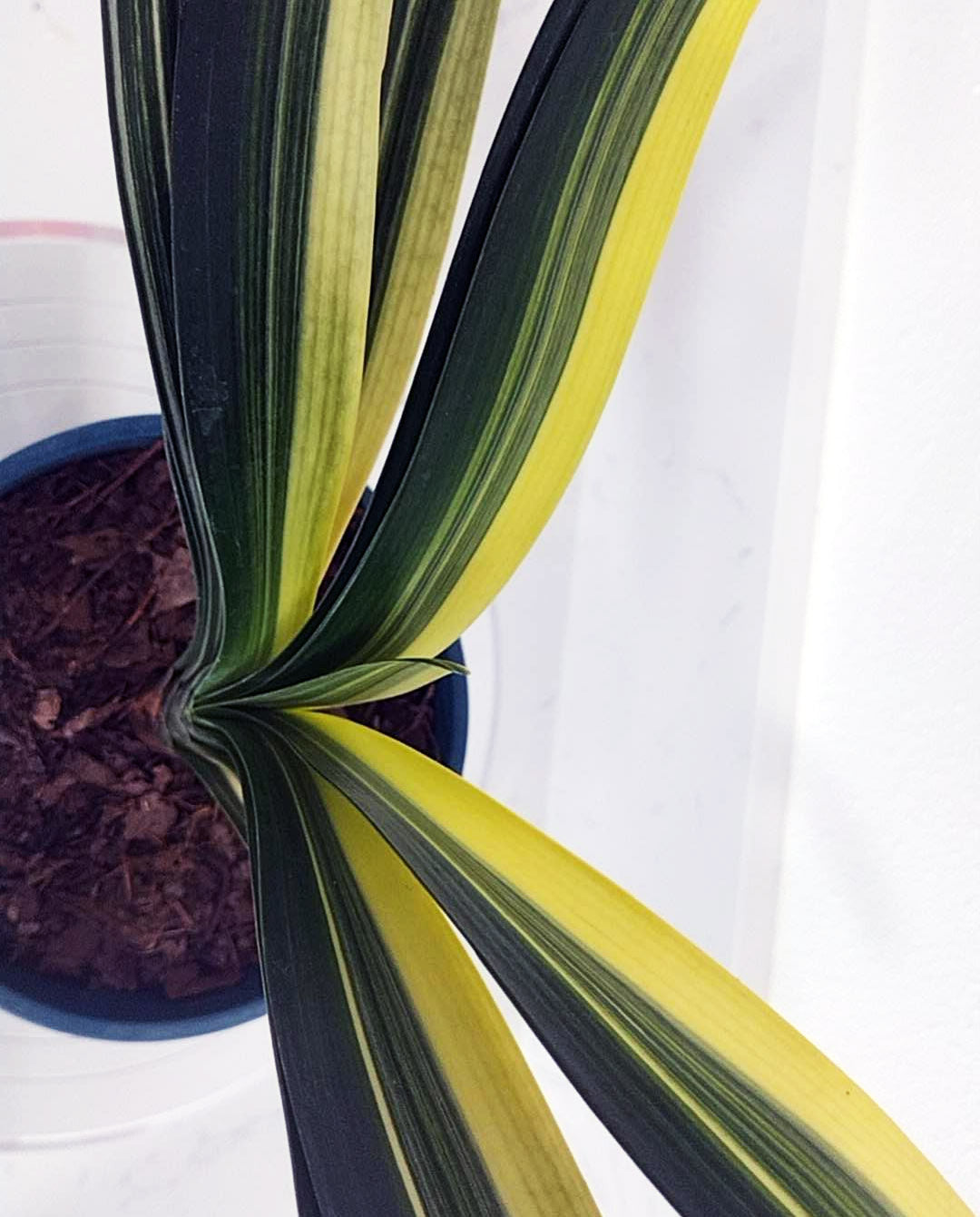 Close-up of a plant with green and yellow striped leaves on a white background