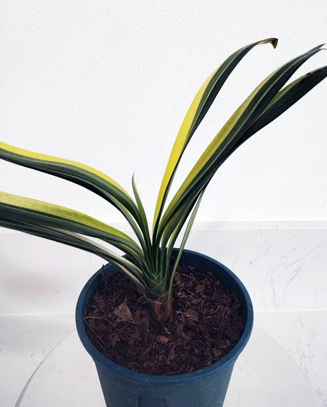Potted plant with green and yellow leaves on a white background