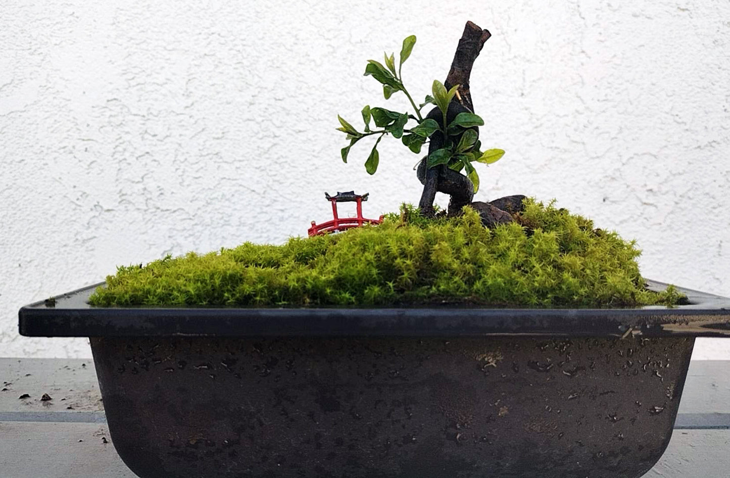 Male Diospyros armata 金弹子 evergreen JinDanZi stump bonsai with pot