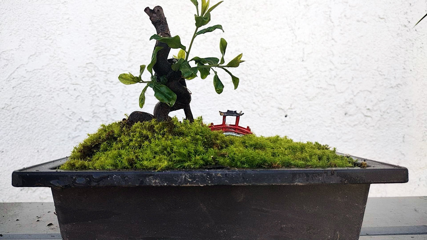 Male Diospyros armata 金弹子 evergreen JinDanZi stump bonsai with pot