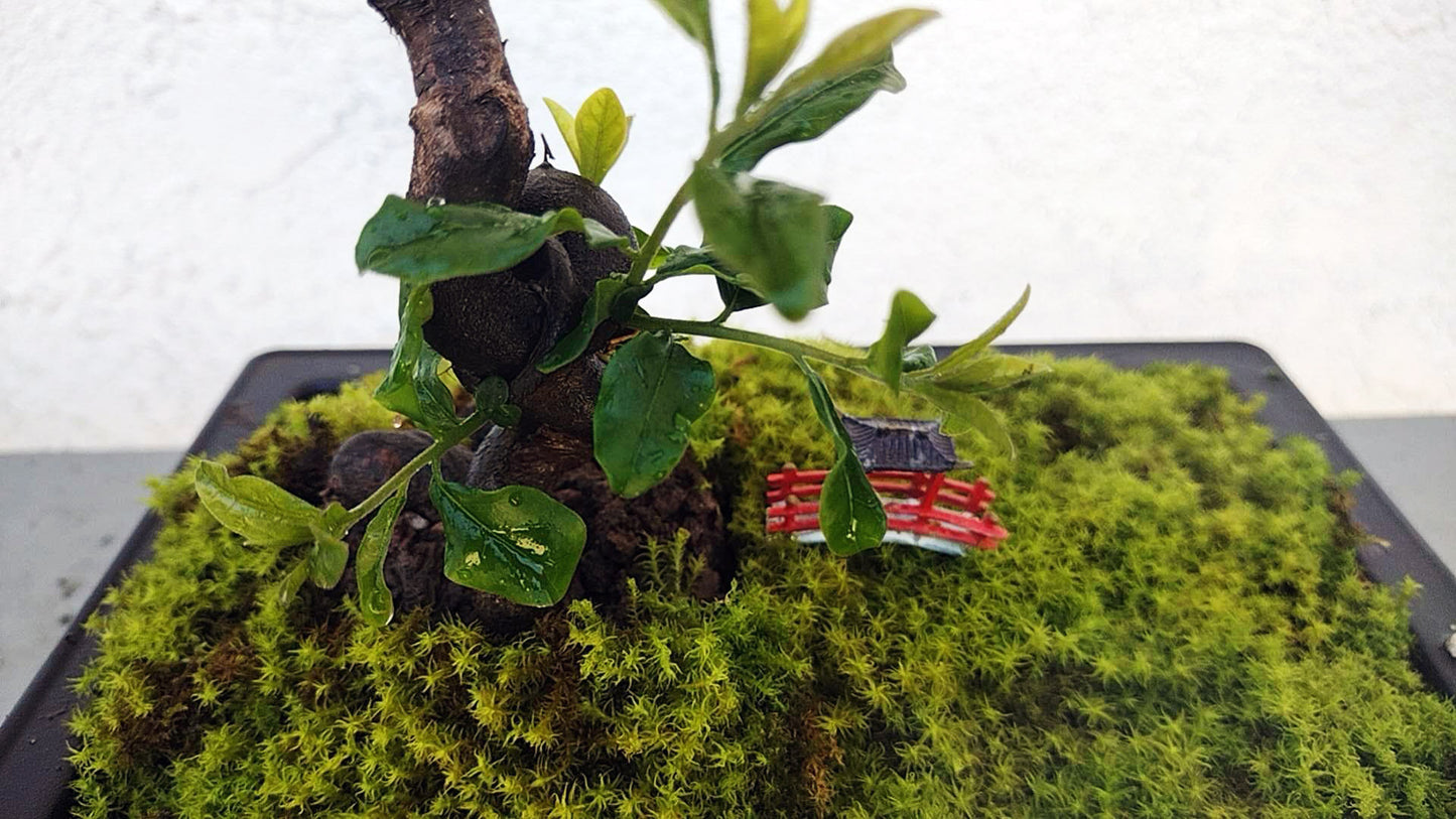 Male Diospyros armata 金弹子 evergreen JinDanZi stump bonsai with pot