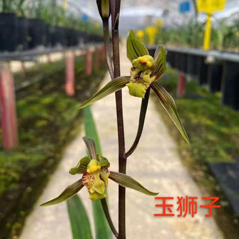 orchid air plant Live Orchid Plants-Sinense Easy Care Lot Flowers Orchids Air Purifying – CYMUS Nurery