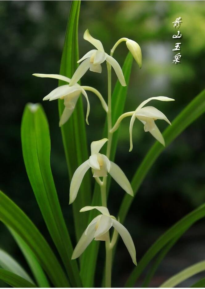 White orchid flowers with green leaves on a blurred natural background