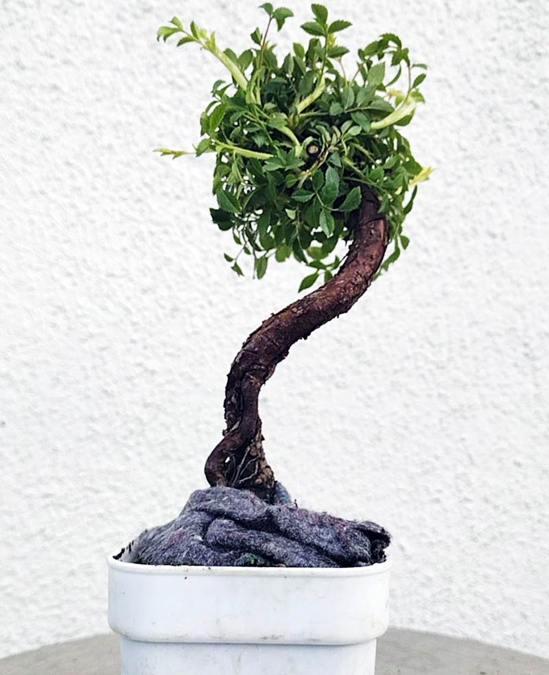 Mini cute Ji Rose with white pot 姬蔷薇 迷你可爱盆景 Bonsai Live Green Bonsai Tree Indoor outdoor Gardening Live Houseplant Home Decor Gift