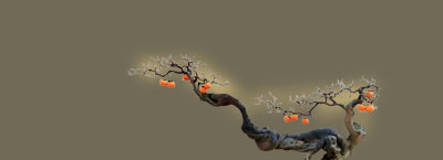 Diospyros armata Bonsai