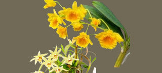 Rare Dendrobium