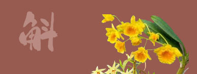 Dendrobium