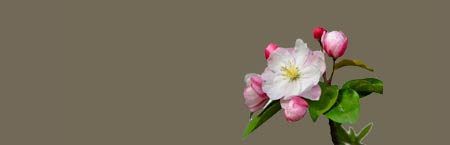 Flowering Quince