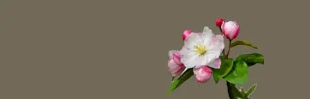 Flowering Quince