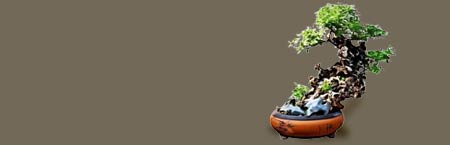 Monk’s Pepper Bonsai