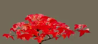 Trident Maple