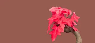 Chinese Maple bonsai