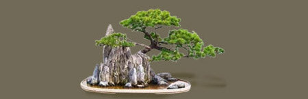 Bonsai Rock