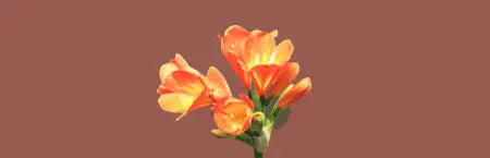 Premium Clivia miniata Plants & Rare Hybrids
