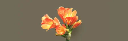 Premium Clivia miniata Plants & Rare Hybrids