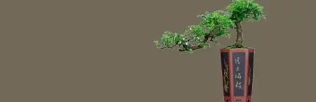 Elm