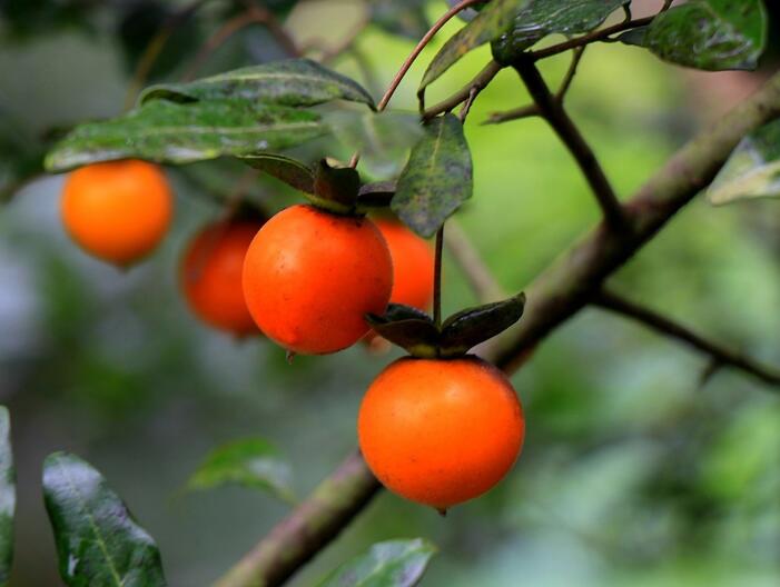 Jindanzi (Diospyros cathayensis) - Golden Fruit Olive 金弹子 bonsai 盆景桩 12inch tall