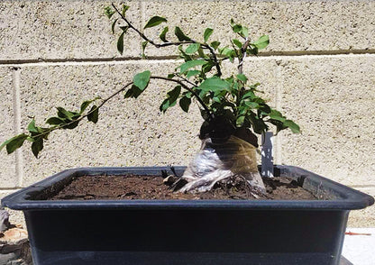 Female Diospyros armata Bonsai 金弹子 evergreen JinDanZi  Golden Bullet J001
