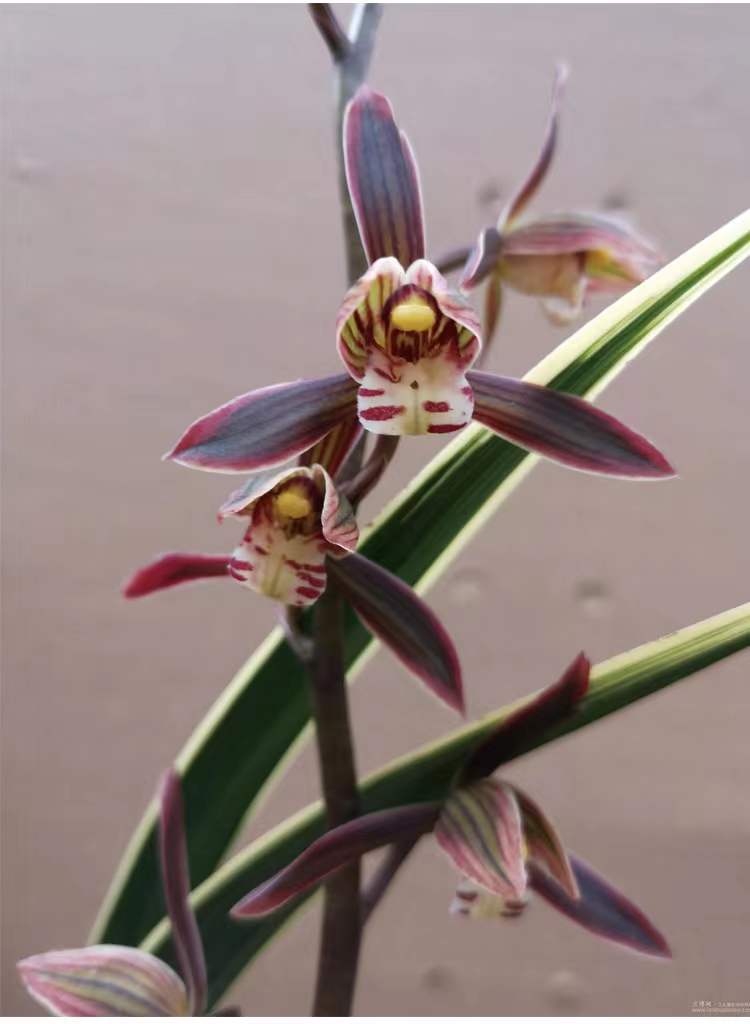 Live Orchid Plant Live Cymbidium sinense-RiXiang-日向-Bare Root with Buds