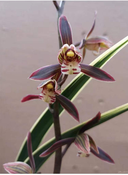 Live Orchid Plant Live Cymbidium sinense-RiXiang-日向-Bare Root with Buds
