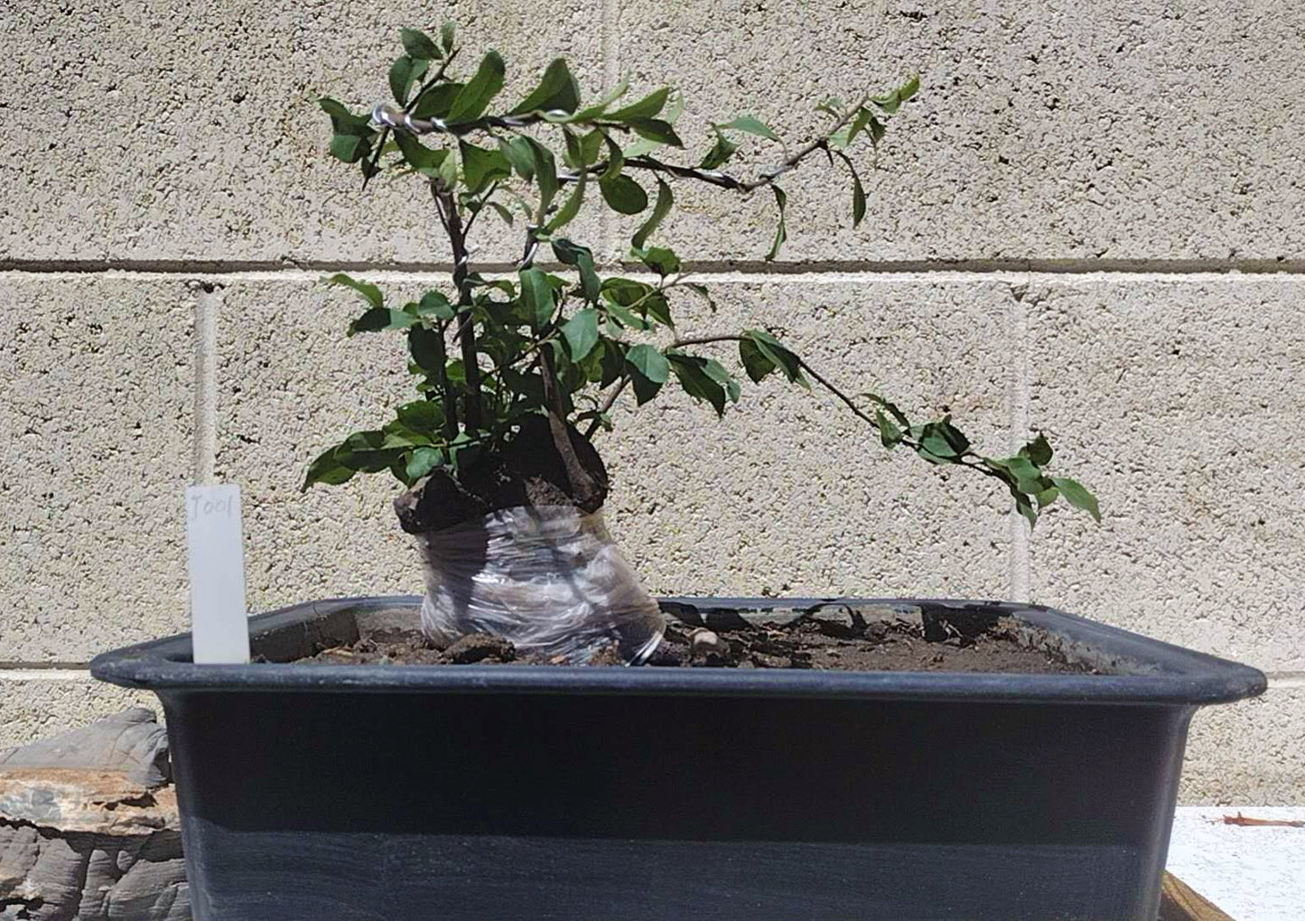 Female Diospyros armata Bonsai 金弹子 evergreen JinDanZi  Golden Bullet J001