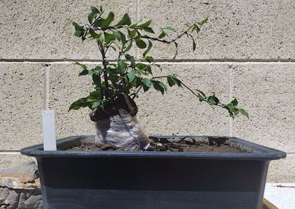 Female Diospyros armata Bonsai 金弹子 evergreen JinDanZi  Golden Bullet J001