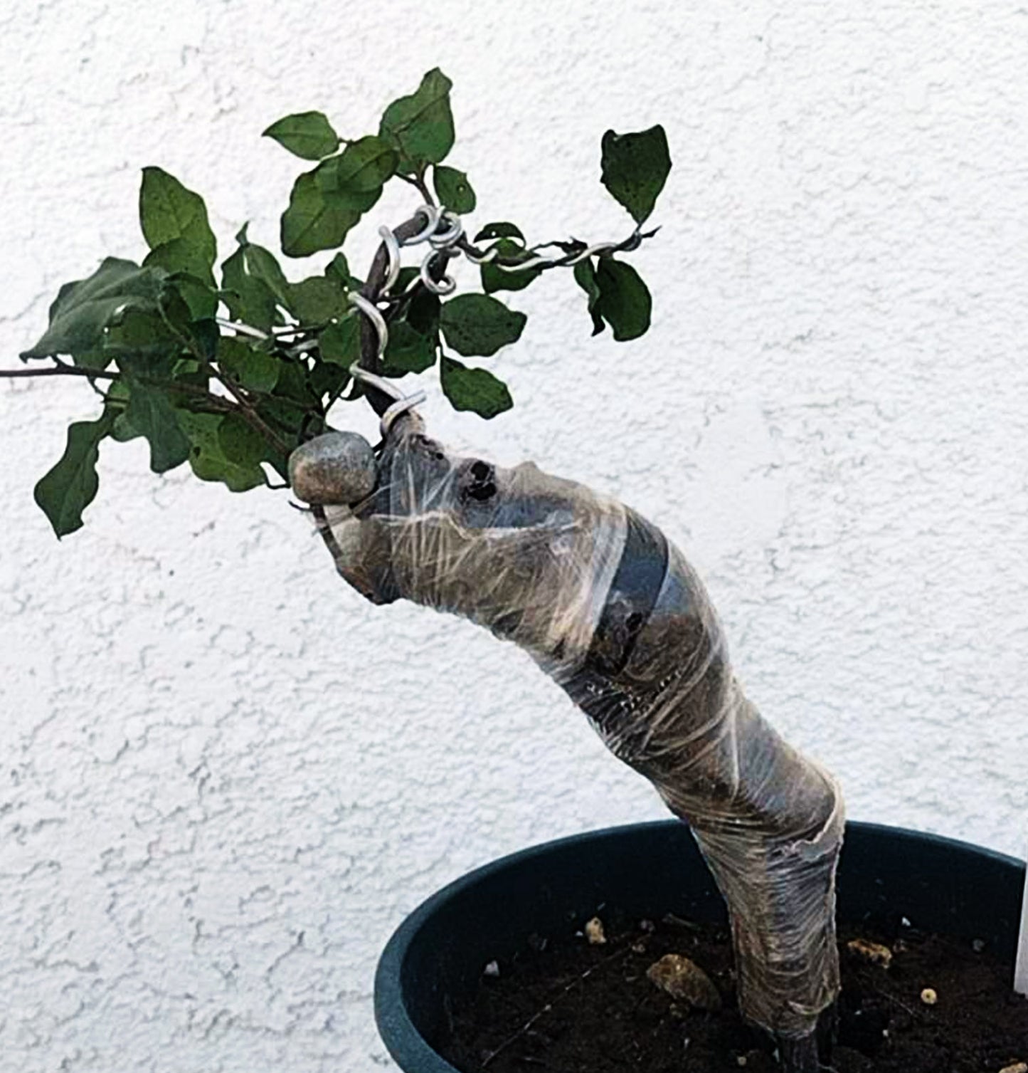 Diospyros armata Bonsai 金弹子 evergreen JinDanZi  stump bonsai J002 without pot