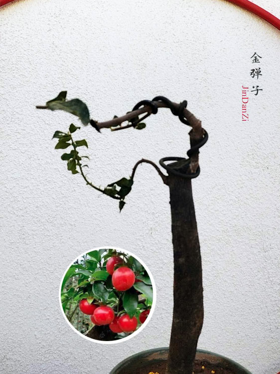 Diospyros armata Bonsai J002 金弹子 evergreen JinDanZi  stump bonsai CYMUS Cymbidium Orchids Plum Blossom Bonsai Sale