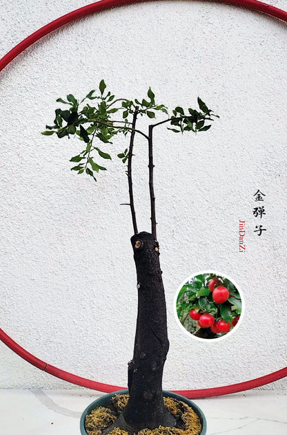 red ruit bonsai