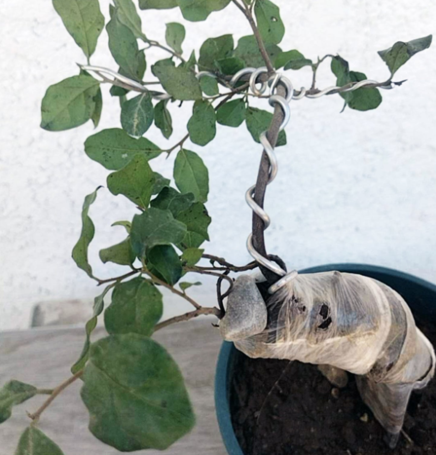 Diospyros armata Bonsai 金弹子 evergreen JinDanZi  stump bonsai J002 without pot