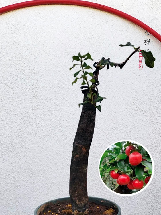Diospyros armata Bonsai J002 金弹子 evergreen JinDanZi  stump bonsai CYMUS Cymbidium Orchids Plum Blossom Bonsai Sale