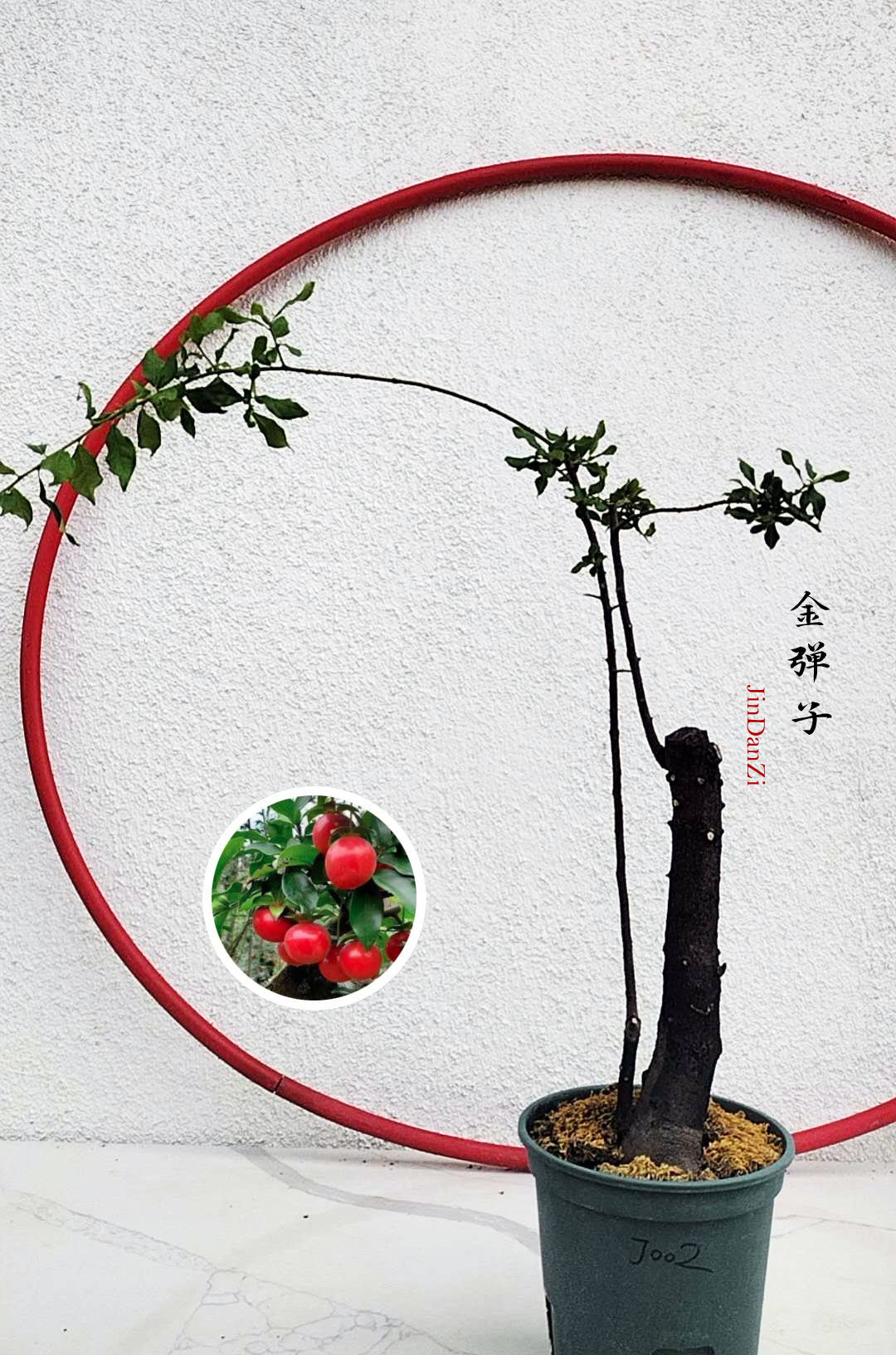 jindanzi bonsai