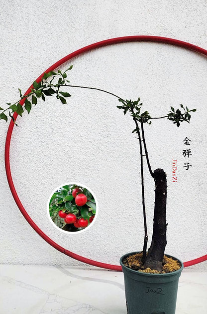jindanzi bonsai