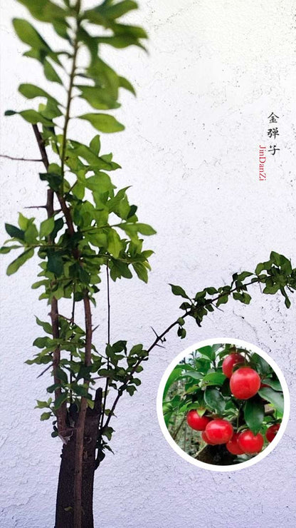 Diospyros armata Bonsai J002 金弹子 evergreen JinDanZi  stump bonsai