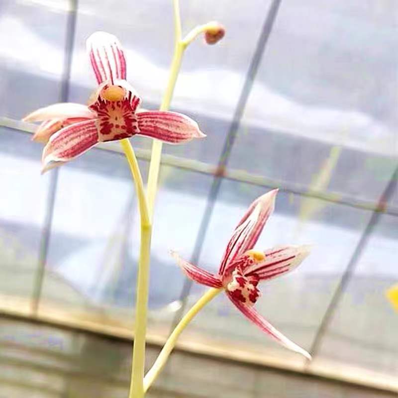 air orchids plants Live Orchid Plants-芳华 Easy Care Large Flowers Orchids Air Purifying Live Houseplant Cymbidium- FangHua 国兰