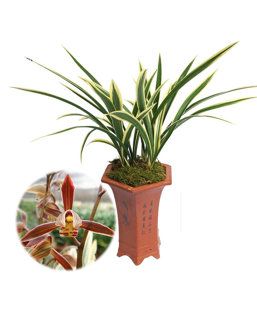 Live Orchid Plant Live Cymbidium sinense-RiXiang-日向-Bare Root with Buds